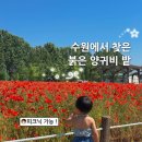 개미농장 | 수원 아이랑 가볼만한곳 탑동 시민농장 양귀비 피크닉까지 즐긴 후기