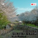 서홍동-7 | 서귀포벚꽃 사진 예쁘게 나오는 곳! 제주벚꽃명소 서홍동 웃물교 벚꽃축제 방문 후기