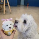 까까 멍 | 멍놀자파크, 경기도 광주 강아지 대관운동장 이용 후기!