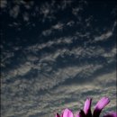 코스모스 이미지