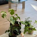 지속가능발전협의회 | 지속가능커피문화발전협의회 대피소 카페 방문 후기 주차 정보 포함