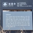 칠곡 국우동 탱자나무