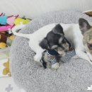 슈가뽀또
