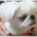 토토페키 이미지