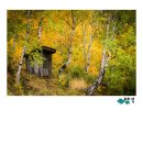 빛-자작나무 이미지