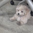 반하다몽몽 이미지