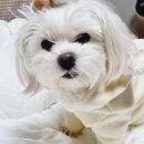 도그맘애견 이미지