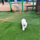 퍼피포레스트 이미지