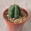 수원-0943 이미지