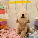 부산애견호텔 강아지유치원 맘바이 사하구점 이미지