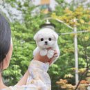 오독안심분양센터 강아지분양 고양이분양 인천점 이미지