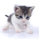 24시 나음동물 의료센터 이미지