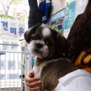 도도네 개집 이미지