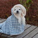 망토 두른 강아지 이미지