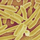 (주)쎌바이오텍 이미지