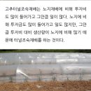 춘화농장 이미지