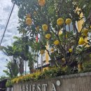 시에스타(SIESTA) | 호이안 라시에스타(LA SIESTA) 클래식윙 디럭스룸 2박 후기(+구관 조식 후기)