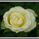 허브아일랜드 식물원 이미지