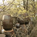 산수유피는마을 이미지