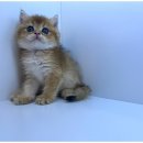 도그마루 천안지점 이미지