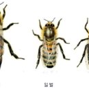 여왕벌 이미지