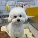 꿈이랑펫 이미지