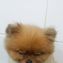 착한애견미용 이미지