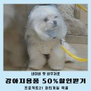 21 | 소형견 마틴게일 목줄 후기 프로젝트21 네이버 펫바우처