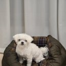 앙큼여우 | 바버 24인치 카키 퀼팅 도그베드 말티즈 후기 사이즈 비교