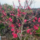 세화 동백그늘 이미지