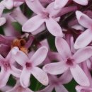 제주라일락 이미지