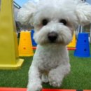 퍼피야놀자 이미지