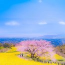 봉투/ 天要下雨 娘要嫁人(천요하우 낭요가인) 이미지