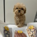 댕꼬미다 | [애견수제간식] 댕댕이 집밥 수제간식전문 애견간식 맛집 댕꼬미다
