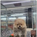 이쁘개 건강하개 이미지