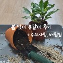 초보식물 집사들을 위한 홈가드닝 | 봄 식물 분갈이 방법과 주의사항 + 배합 팁 [홈가드닝]