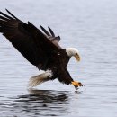 흰머리수리 [Bald Eagle (Haliaeetus leucocephalus)] 이미지