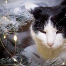 21세기동물병원 이미지