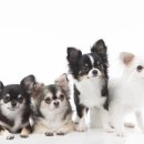 녹십자 동물병원 이미지