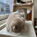 위드냥 | [구리] 고양이 카페 “위드냥” 내돈내산 방문후기