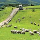 인제목장 이미지