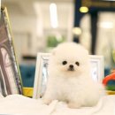 퍼피로운 | 퍼피로운 강아지분양 일산파주점에 다녀왔어요! 🐶