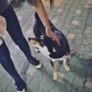 내가 누구개? 이미지