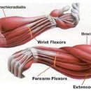 주관절과 전완 임상운동 해부학(근육) 이미지