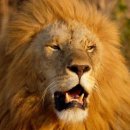 Czech man mauled to death by lion he kept in back yard 이미지