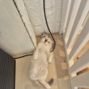 골든캣 골드브숏 골드먼치킨 평택전문점 이미지