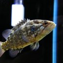 땡글이네 이미지