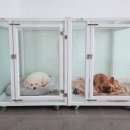 어썸펫 | [대전 도안동] 어썸펫 애견미용실 오픈! 벽 손상 없는...공법' 강아지 안전문 &amp; 프리미엄 대기장 시공 후기