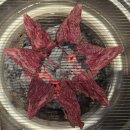 (주)한우 | 선릉역 한우 맛집 바우한우 모듬세트와 감탄주 페어링후기