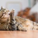 어느날그루밍 이미지